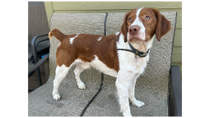 Lost Pet: Henry