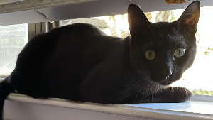 Lost Pet: Boba