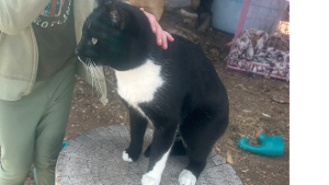 Lost Pet: Sprit