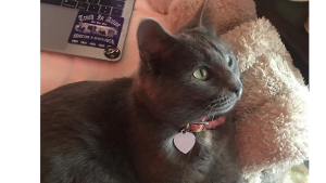Lost Pet: Joan Didion