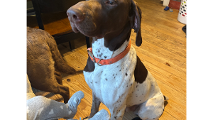 Lost Pet: Remington