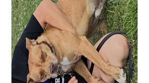 Lost Pet: Redi