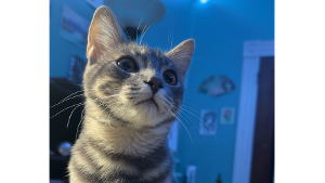 Lost Pet: *MONU