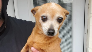 Lost Pet: Chip