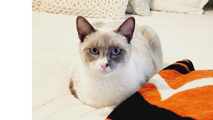 Lost Pet: Kiwi (Kitty Soft Paws)