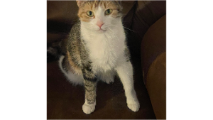 Lost Pet: Winnie