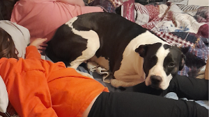 Lost Pet: Sally Mae
