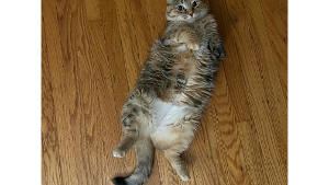 Lost Pet: LYDIA
