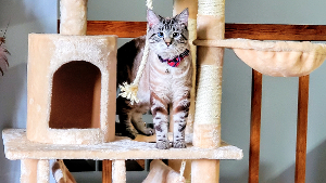 Lost Pet: Jax