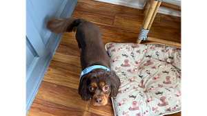 Lost Pet: Charlie