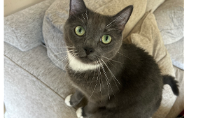 Lost Pet: Gilbert
