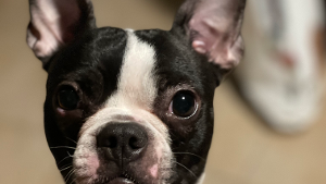 Lost Pet: Freya
