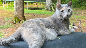 Lost Pet: Misty