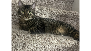 Lost Pet: Cass