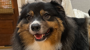 Lost Pet: Apollo Taylor