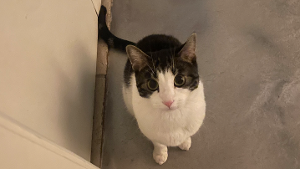 Lost Pet: Mochi