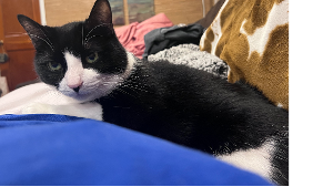 Lost Pet: Rufus