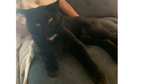 Lost Pet: Panther