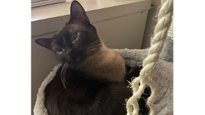 Lost Pet: Louie