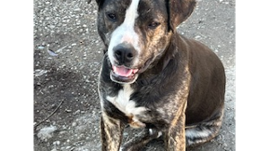 Lost Pet: Ollie