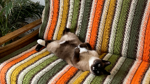 Lost Pet: Mr Huckleberry Fenris Moon