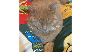 Lost Pet: Mr. Kitty