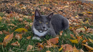 Lost Pet: Pip