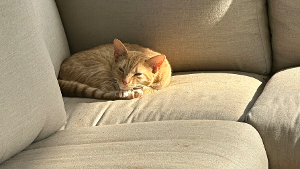 Lost Pet: Cheddar