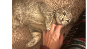Lost Pet: Milo