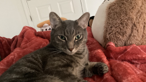 Lost Pet: Tofu