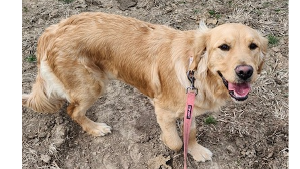 Lost Pet: Daisy