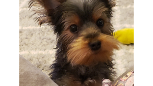 Lost Pet: Jaxson Romeo 