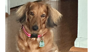 Lost Pet: Penny