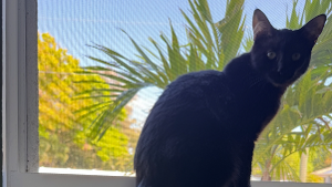 Lost Pet: Jesse