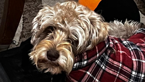 Lost Pet: Ernesto