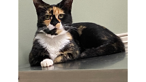 Lost Pet: Freya