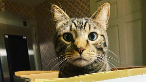 Lost Pet: Cookie