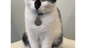 Lost Pet: Fern