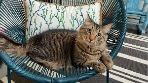 Lost Pet: Link
