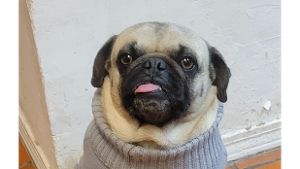 Lost Pet: Thor