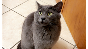 Lost Pet: fSimba