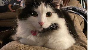 Lost Pet: Loki Johnson