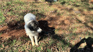 Lost Pet: Lady Isom
