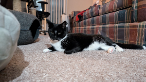 Lost Pet: Eli