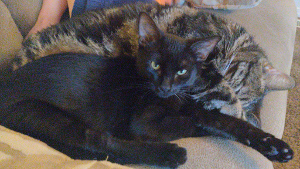 Lost Pet: Figaro