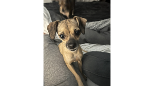Lost Pet: Zoe