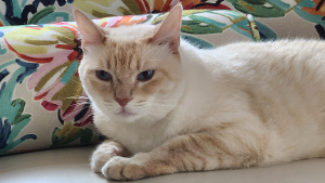 Lost Pet: Missy Wuera-87908