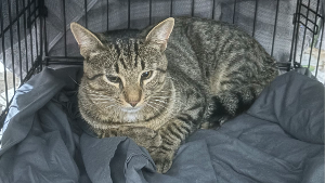 Lost Pet: Jamo