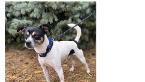 Lost Pet: Pesto