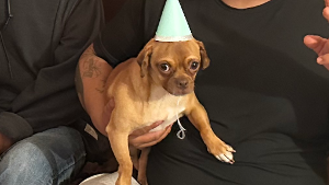 Lost Pet: Max